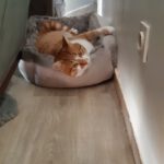 CHAT TROUVE 04 fevrier 2022