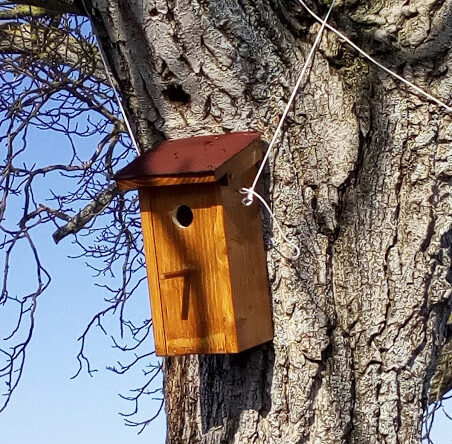 cmj cabane oiseaux 2018 (15)