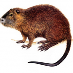 ragondin